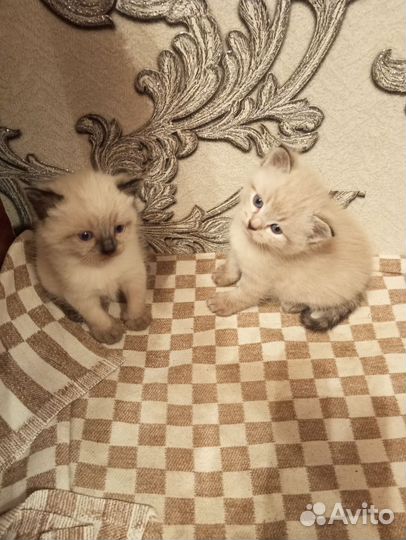 Отдам в добрые руки