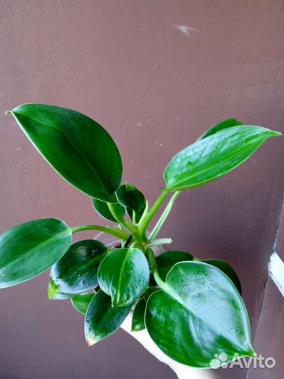 Филодендрон