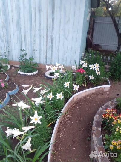 Лилии готовые к высадке