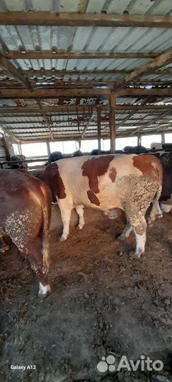 Быки на мясо живым весом