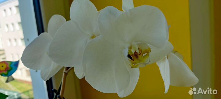 Орхидея