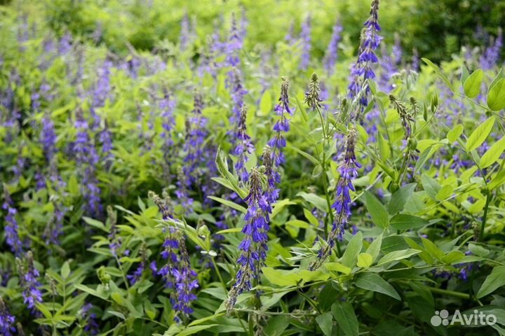 Семена козлятника