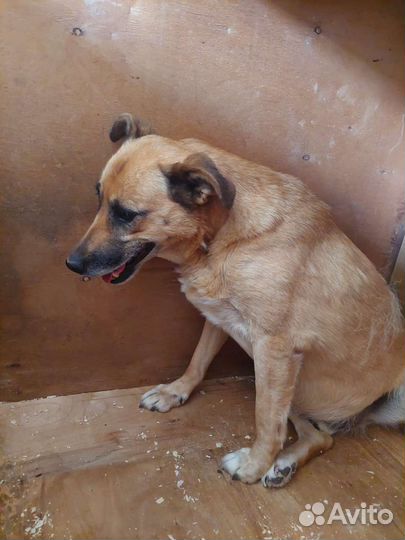 Обычный пёс