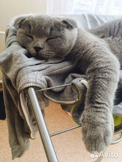 Кошка вислоухая