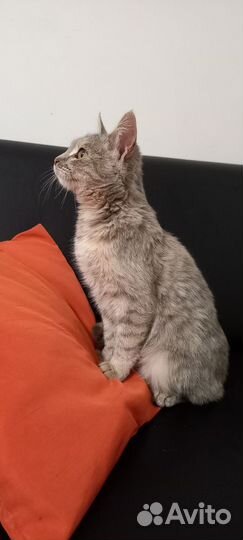 Кошка молодая
