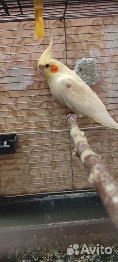 Попугай карелла