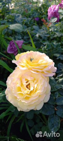 Саженцы роз