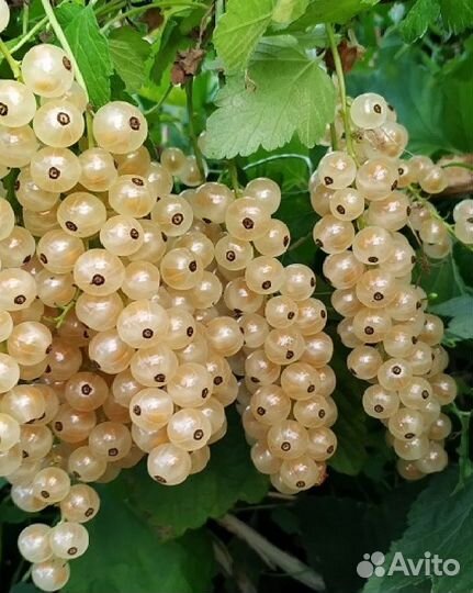 Белая смородина сорт снежанна