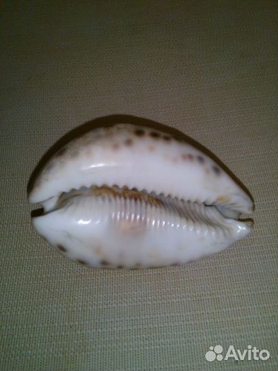 Ракушка с гравировкой 19 век
