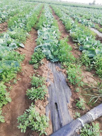 Полив полей шланги лейфлет