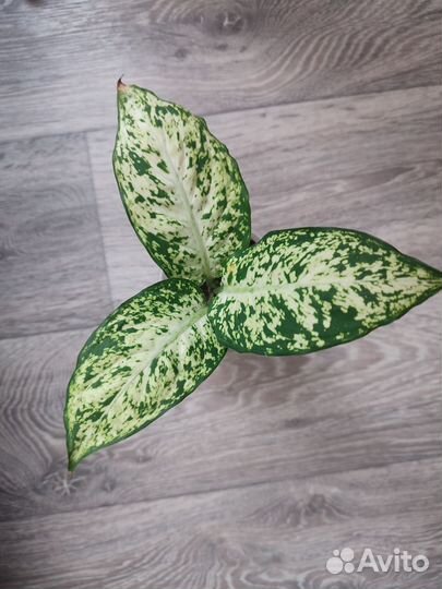 Диффенбахия и не только