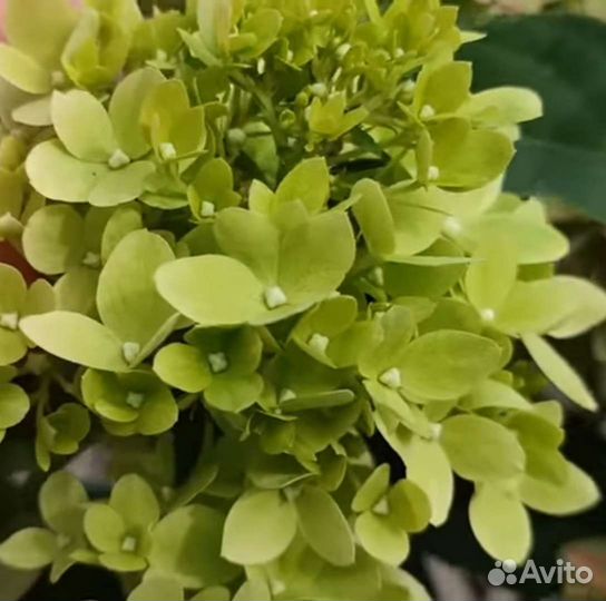 Гортензия BG