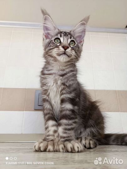 Котёнок Мейн-кун полидакт