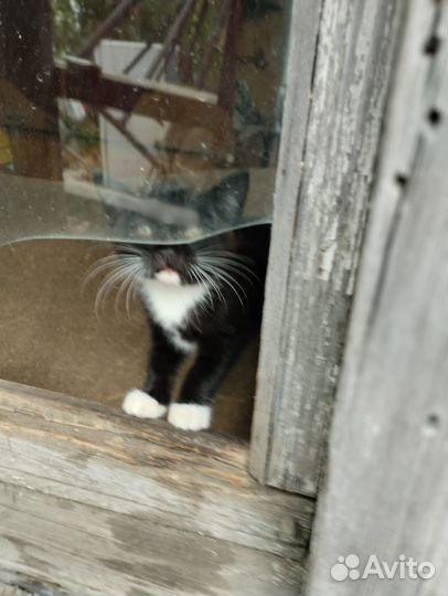 Шустрый котёнок в добрые руки