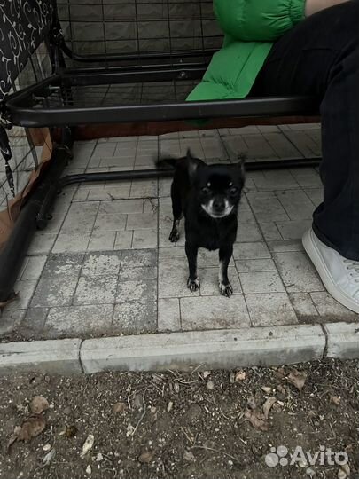 Щенки чихуахуа