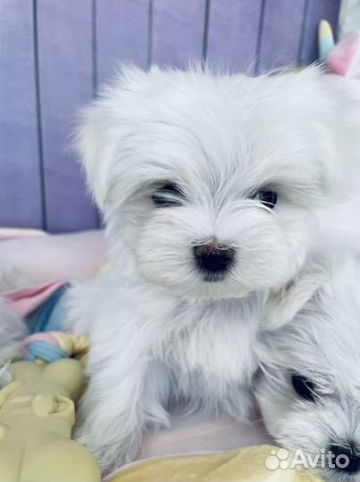 Мальтийскиие болонки