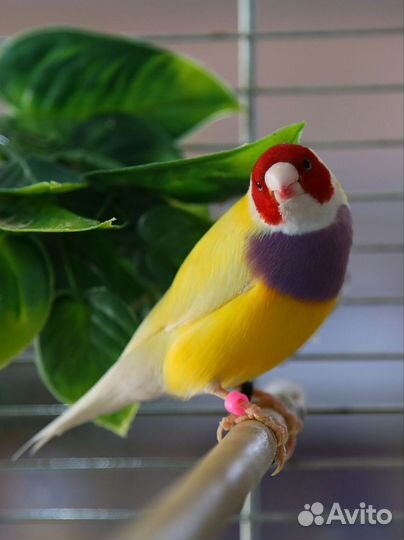 Амадины гульда