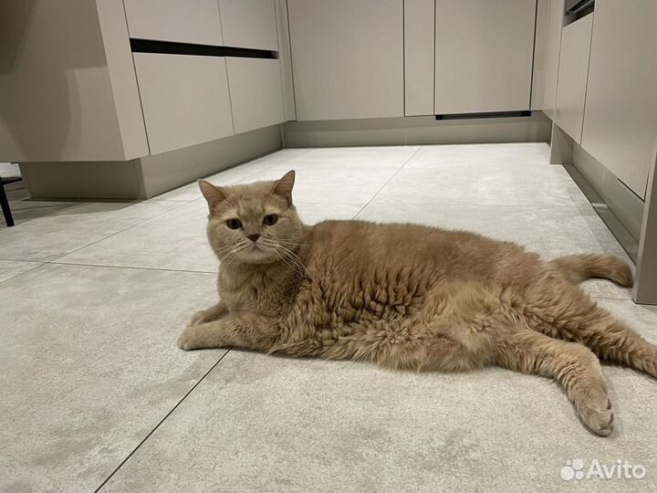 Кот Гарфилд британец