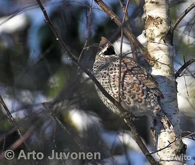 Манок на рябчика 