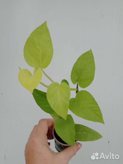 Сциндапсус