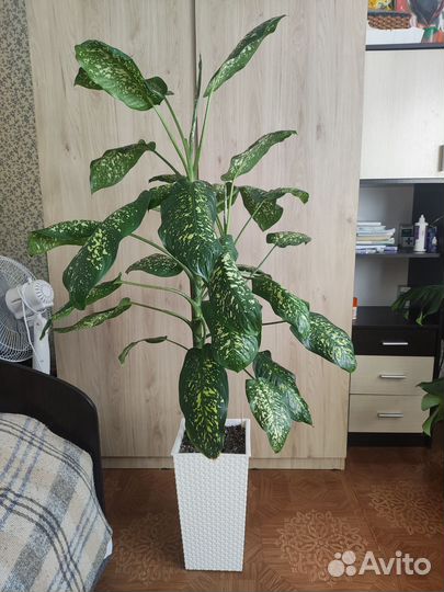 Диффенбахия