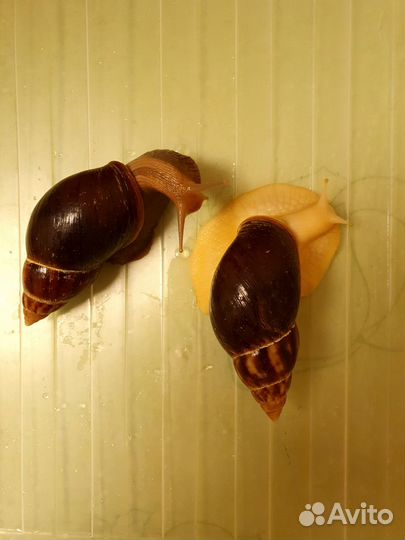 Улитки ахатины