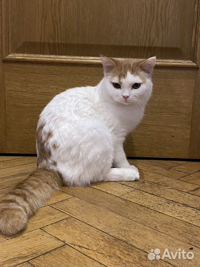 Котик молодой