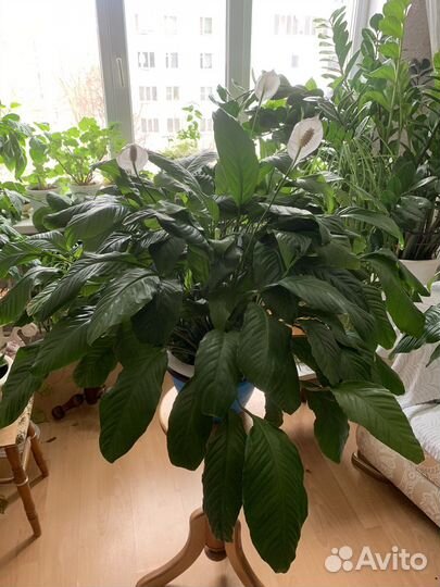 Домашние цветы