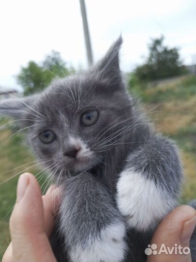 Отдам в добрые руки