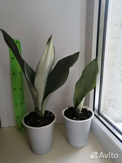 Сансевиерия