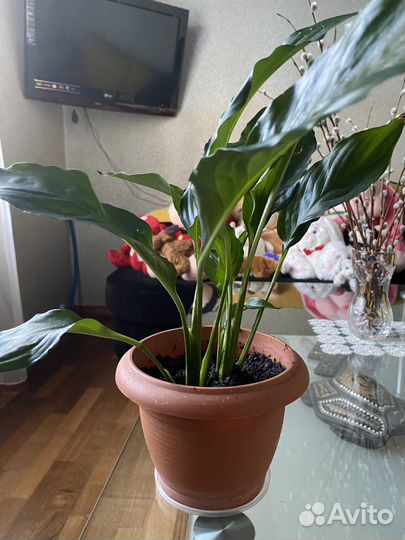 Спатифиллум (женское счастье)