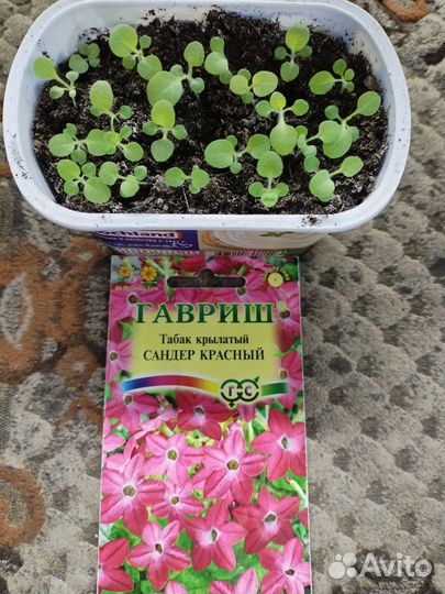 Однолетние цветы