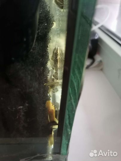 Сом Анцитрус