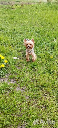 Вязка, бронь щенков