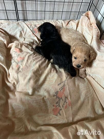 Мальтипу Ф1 девочка красотка карамелька