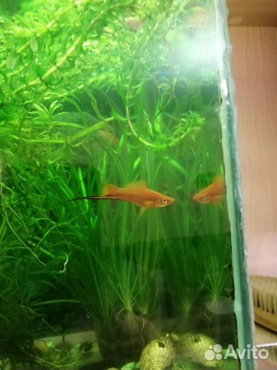 Продам криптокарина, гетерантера,элодея,мох