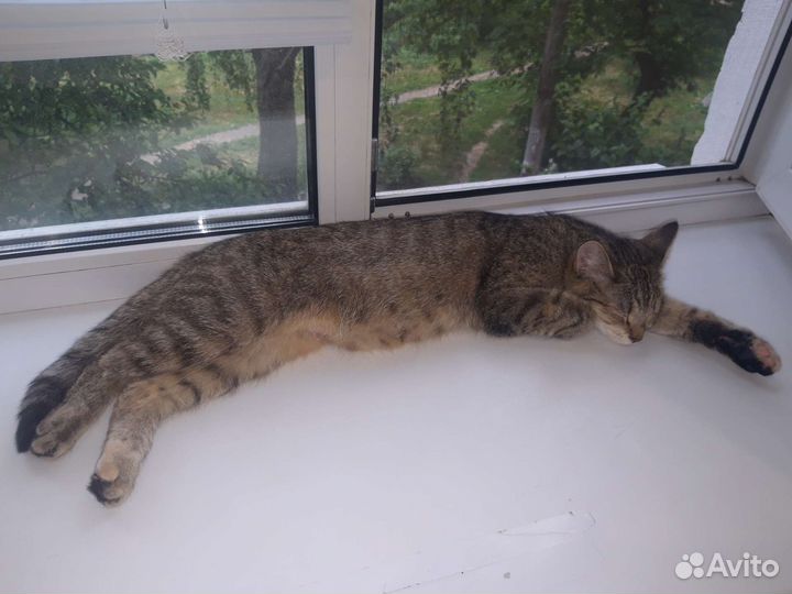 Кошка Боня в добрые руки, бесплатно