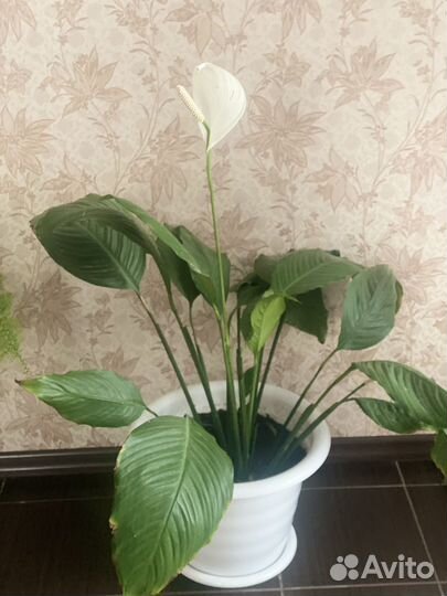 Спатифиллум