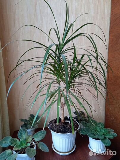 Драцена-комнатные цветы