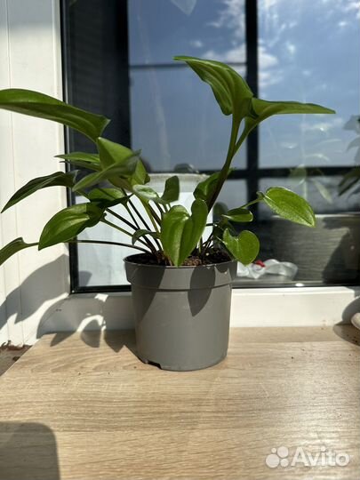 Дримиопсис(обмен)