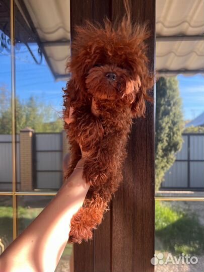 Тедди пудель микро импорт Китай ред малина