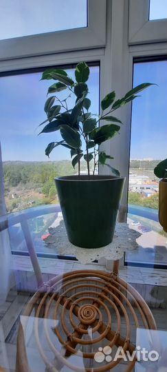 Фикус бенджамина