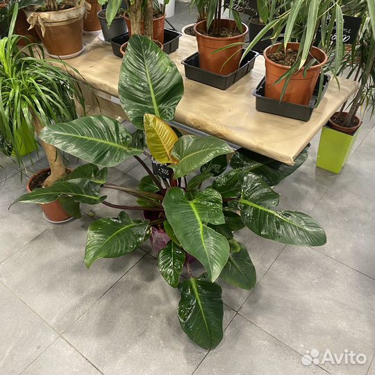 Филодендрон крупномер