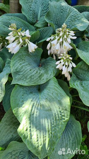 Хоста голубая