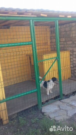 Дрессировка, коррекция поведения собак, передержка