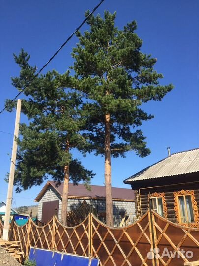 Спил деревьев