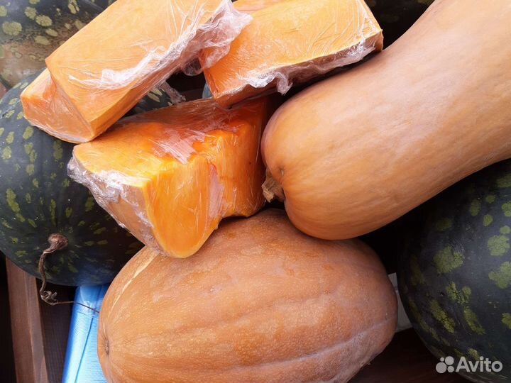 Тыква оптом