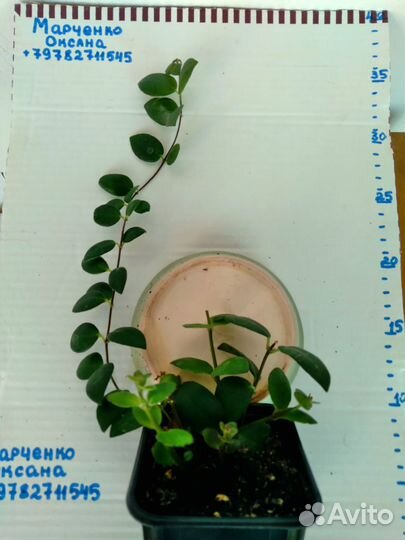 Эсхинантус Мона Лиза