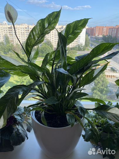 Спатифиллум домино