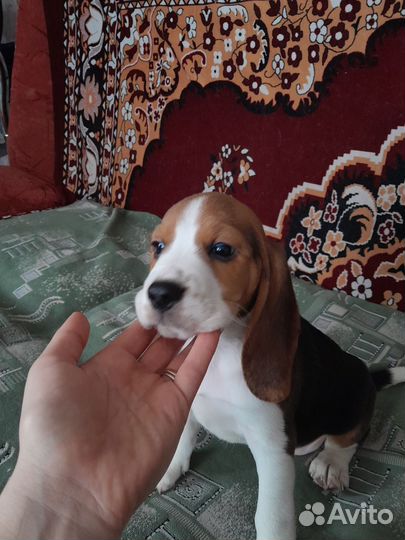 Щенки бигль